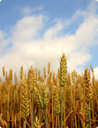 Agroton agricultural facilities and fields