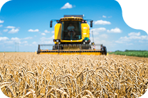 Wheat fields of Agroton