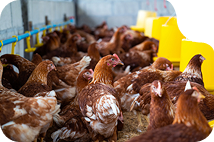 Agroton poultry production