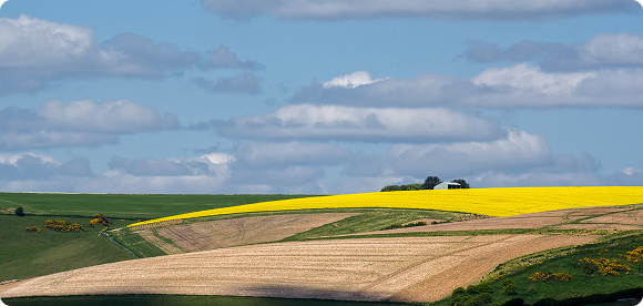 Agroton expands sown areas in 2025